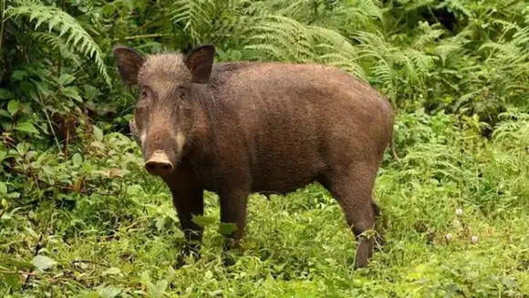 കോട്ടൂളിയിൽ രണ്ട് കാട്ടുപന്നികളെ വനംവകുപ്പ് ഉദ്യോഗസ്ഥർ വെടിവെച്ചു; വനം വകുപ്പിന്റെ ഇടപെടൽ നാട്ടുകാരുടെ പരാതിയില്‍