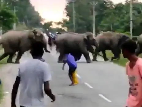 റോഡ് മുറിച്ചു കടക്കുകയായിരുന്ന ആനക്കൂട്ടത്തിന്‍റെ ആക്രമണത്തില്‍ ഒരാള്‍ മരിച്ചു; ഞെട്ടിക്കുന്ന വീഡിയോ പുറത്ത്‌