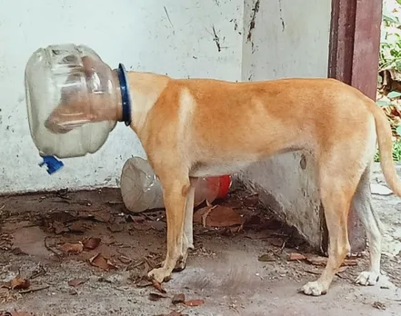 കുടിവെള്ള ജാറിൽ നായയുടെ തല കുടുങ്ങി; രക്ഷിക്കാനുള്ള നാട്ടുകാരുടെ ശ്രമവും വിഫലം