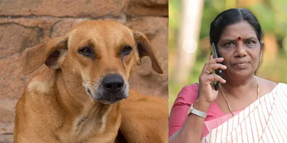 'തെരുവ് നായകള്‍ക്ക് ചിപ്പുകള്‍ ഘടിപ്പിക്കുന്നത് പരിഗണനയില്‍'; പേവിഷ കുത്തിവെപ്പില്‍ പ്രതിസന്ധിയില്ലെന്ന് മന്ത്രി ചിഞ്ചു റാണി