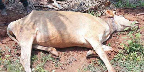 പശു ചത്ത സംഭവം: ക്ഷീര കർഷകന് അടിയന്തിര ധനസഹായം നൽകണം : സന്തോഷ് കുഴിവേലിൽ