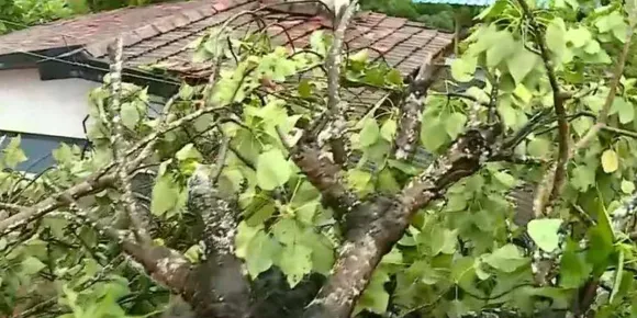 കാ​സ​ർ​ഗോ​ഡ് കനത്ത മഴ; സ്കൂ​ളി​ലെ മ​രം ക​ട​പു​ഴ​കി​വീ​ണ് വി​ദ്യാ​ർ​ഥി​നി മ​രി​ച്ചു