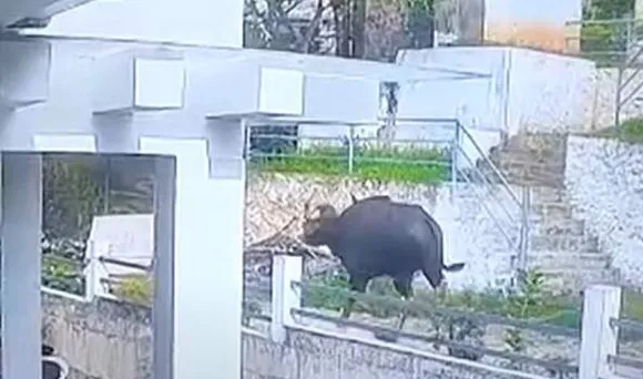 മുത്തശ്ശനൊപ്പം രണ്ടര വയസുകാരിയും മുറ്റത്തുണ്ടായിരുന്നു, രക്ഷപ്പെട്ടത് തലനാരിഴയ്ക്ക്; കാട്ടുപോത്തിനെ കൊല്ലില്ലെന്ന് വനംവകുപ്പ്