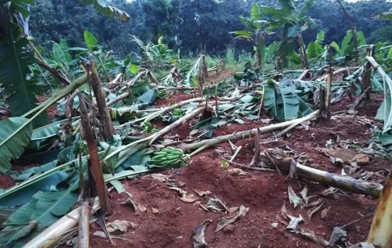 തൊടുപുഴയില്‍ കാറ്റിലും മഴയിലും വാഴത്തോട്ടം നശിച്ചു