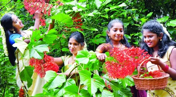 ചോതി നാളിൽ പൂക്കളം മുക്കുറ്റിയാൽ നിറയണം; വിശാഖത്തിന് വൃത്താകൃതിയിൽ കളമൊരുക്കണം; അനിഴത്തിനു അഞ്ചുനിറത്തിലുള്ള പൂക്കൾകൊണ്ട് അഞ്ചുവരിയായി നിർമിക്കണം, തൃക്കേട്ടയ്‌ക്കു ആറു നിറത്തിലുള്ള പൂക്കൾ വേണം;  ‘മൂലത്തിന് മൂടുവോളംപൂ’  വേണം ‘; പൂരാടത്തിനു പൂരപ്പറമ്പുവരെ’; കാക്കപ്പൂ പ്രധാനം!