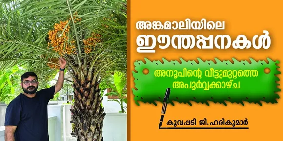 അങ്കമാലിയിലെ ഈന്തപ്പനകൾ ; അനൂപിന്റെ വീട്ടുമുറ്റത്തെ അപൂർവ്വക്കാഴ്ച