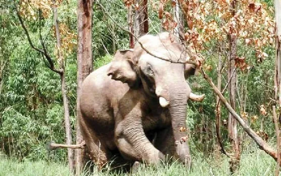 അരിക്കൊമ്പന്‍ ദൗത്യം; ഒരു ദിവസത്തെ ചെലവ് അരലക്ഷത്തിനടുത്ത്