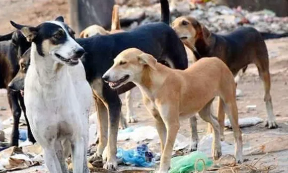 ഇപ്പോൾ തെരുവ് നായ്ക്കളുടെ ആക്രമണം ഭയാനകമായി വർധിച്ചു. വർഷം 2 ലക്ഷം പേർക്കാണ് കേരളത്തിൽ മാത്രം കടിയേൽക്കുന്നത്. ഭയം കൂടാതെ ജനങ്ങൾക്ക് സഞ്ചരിക്കണം. അത് ജനങ്ങളുടെ അവകാശമാണ്. ആ അവകാശം സർക്കാർ സംരക്ഷിക്കണം... (പ്രതികരണം)