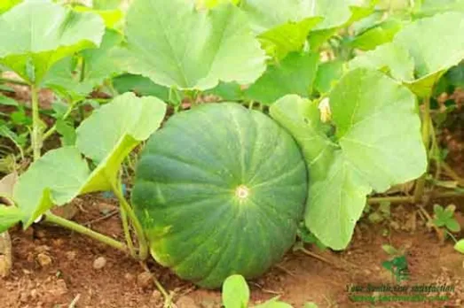 മത്തന്‍ കൃഷി പൂര്‍ണ്ണമായും ജൈവ രീതിയില്‍ !