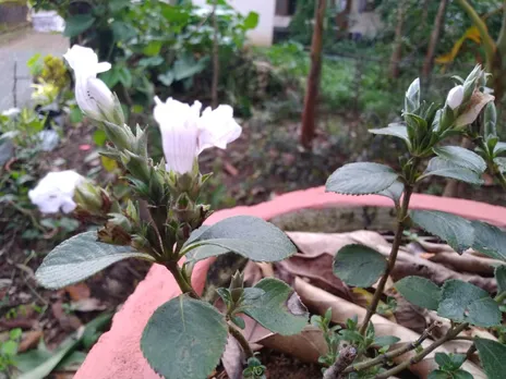 മൂന്നാറിൽ മാത്രമല്ല, നീലക്കുറിഞ്ഞി പാലായിലും പൂക്കും!