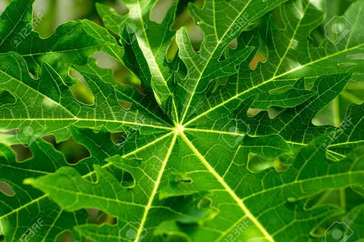 നാം കഴിക്കുന്ന പപ്പായയുടെ ഇലയും ആരോഗ്യ ദായകം