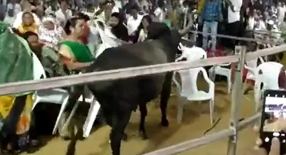 ഗുജറാത്തില്‍ കോണ്‍ഗ്രസ് പരിപാടിയില്‍ പരിഭ്രാന്തി സൃഷ്ടിച്ച് കാള! ബിജെപിയുടെ ഗൂഢാലോചനയെന്ന് അശോക് ഗെഹ്ലോട്ട്-വീഡിയോ