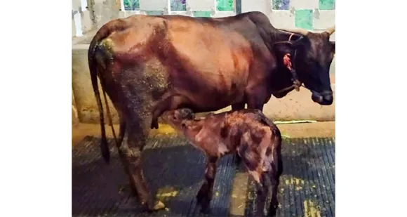 പാലക്കാട് ജില്ലാ ജയിലിലെ ഗോശാലയായ ക്ഷീരപഥത്തിലേയ്ക്ക് ഒരതിഥി കൂടി എത്തി