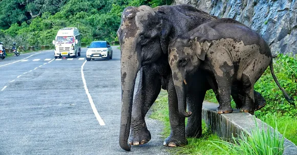 നെല്ലിയാമ്പതി ചുരം റോഡിൽ കാട്ടാനകള്‍ ഇറങ്ങി; അമ്മയോടൊപ്പം കുട്ടിയാന വിനോദസഞ്ചാരികൾക്ക് കൗതുക കാഴ്ച ഒരുക്കി