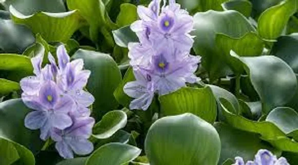 അജ്ഞാതര്‍ കുളത്തിലേക്ക് വലിച്ചെറിഞ്ഞ പെണ്‍കുഞ്ഞിന് രക്ഷകരായി കുളവാഴകൾ