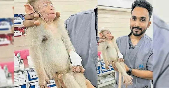 കോട്ട ധർമശാസ്താ ക്ഷേത്രത്തിലെ അന്തേവാസിയായ 4 മാസം പ്രായമുള്ള പെൺകുരങ്ങ് മുറിവേറ്റ്‌ കുടൽ പുറത്ത് വന്ന നിലയിൽ;  ശസ്ത്രക്രിയയിലൂടെ 'ഭാനുപ്രിയ'യ്ക്ക്‌ പുതുജീവൻ; സുമനസ്സുകളുടെ ഇടപെടലിങ്ങനെ