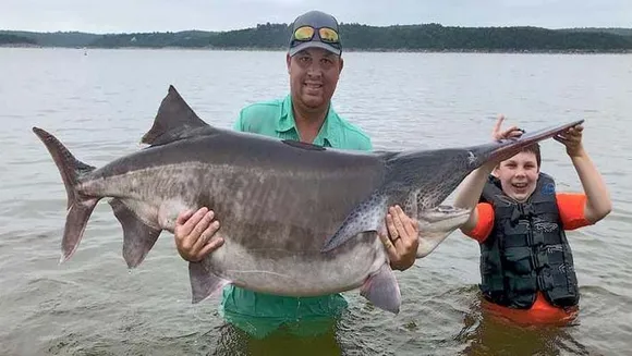 വലയിൽ കുടുങ്ങിയത് 151.9 പൗണ്ടുള്ള പാഡിൽ ഫിഷ് 'ലോക റിക്കാർഡ്