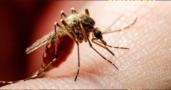 സംസ്ഥാനത്ത് ഡെങ്കിപ്പനി കേസുകൾ വർധിക്കുന്നു; ഇന്ന് ഒരു മരണം കൂടി, ജാഗ്രത വേണം