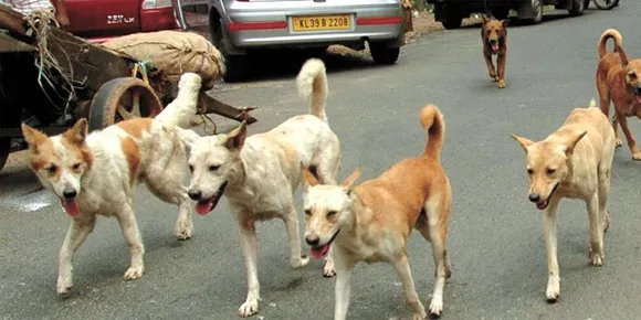 ആറ്റിങ്ങലില്‍ തെരുവുനായയുടെ ആക്രമണം; എട്ടുപേര്‍ക്ക് കടിയേറ്റു