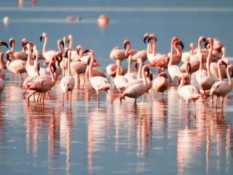 പ്രവാസി പക്ഷികളുടെ സങ്കേതമായി ഒറീസ്സയിലെ "ചിൽക്ക" തടാകം