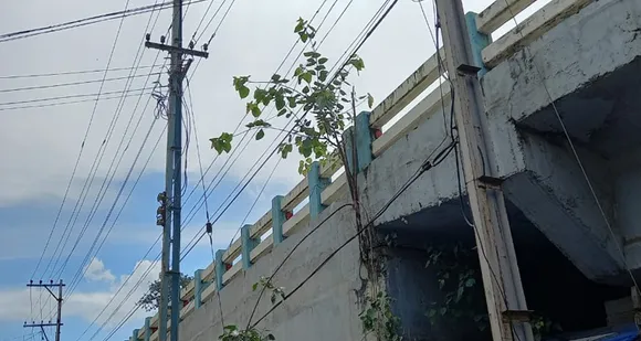 പാലക്കാട് ടൗൺ റെയിൽവേ സ്റ്റേഷനു മുന്നിൽ നിന്നും ആരംഭിക്കുന്ന മേൽപാലത്തിൻ്റെ ഭിത്തിയിൽ മരം വളരുന്നു ! മേൽപാലത്തിന് അപകട സാധ്യത...