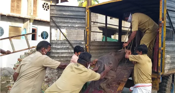 പാലക്കാട് നഗര ഹൃദയത്തില്‍ കാരാഗൃഹ വാസത്തിലായിരുന്ന പോത്തുകളെ രക്ഷിച്ചു