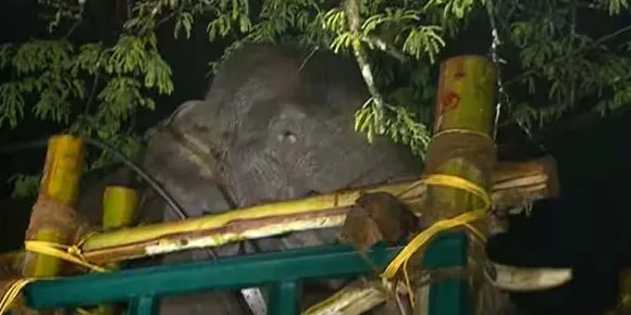 അരി കട്ടുതിന്ന് തുടങ്ങിയ ആന അങ്ങനെ 'അരിക്കൊമ്പനാ'യി; ചിന്നക്കനാലിലെ വനപ്രദേശങ്ങളുടെ അതിരുകള്‍ക്കപ്പുറത്ത് മനുഷ്യവാസ പ്രദേശങ്ങളിലേയ്ക്കു കടന്നുചെന്നതാണ് അരിക്കൊമ്പന്‍ ചെയ്ത കുറ്റം ! വലിയൊരു വെല്ലുവിളിയാണ് വനപാലകര്‍ ഏറ്റെടുത്തു വിജയത്തിലെത്തിച്ചത്; പുതിയ സ്ഥലത്ത് സ്വസ്ഥമായി ജീവിക്കാന്‍ അരിക്കൊമ്പനു കഴിയുമോ ? അരിക്കൊമ്പന്‍ മുട്ടുമടക്കുമ്പോള്‍-മുഖപ്രസംഗത്തില്‍ ജേക്കബ് ജോര്‍ജ്‌