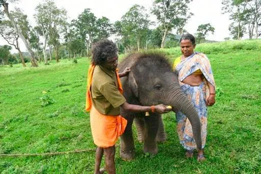 കുട്ടിക്കൊമ്പൻ ചരിഞ്ഞു;  സങ്കടമടക്കാനാവാതെ ബൊമ്മനും ബെള്ളിയും