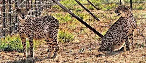 നമീബിയയിൽ നിന്ന് നാഷണൽ കുനോ പാൽപൂർ സാങ്ച്വറിയിലേക്ക് കൊണ്ടുവന്ന ചീറ്റപ്പുലികൾ സുഖമായി കഴിയുന്നു. അല്ലാതുള്ള പ്രചാരണങ്ങൾ ശുദ്ധനുണ...
