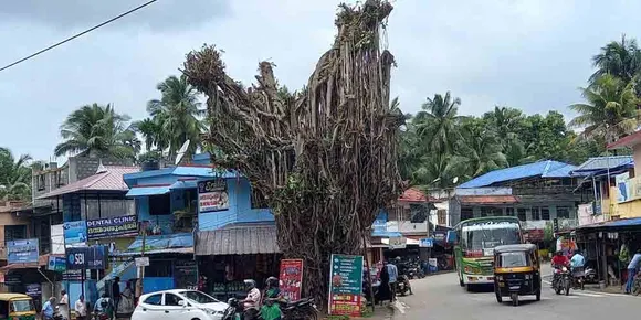 മലമ്പുഴ മന്തക്കാട്ടെ ആൽമരമുത്തശ്ശിയുടെ മുകുളങ്ങൾ വീണ്ടും വെട്ടി: ആൽമരം ഉണങ്ങുമെന്ന ആശങ്കയില്‍ പ്രകൃതി സ്നേഹികൾ