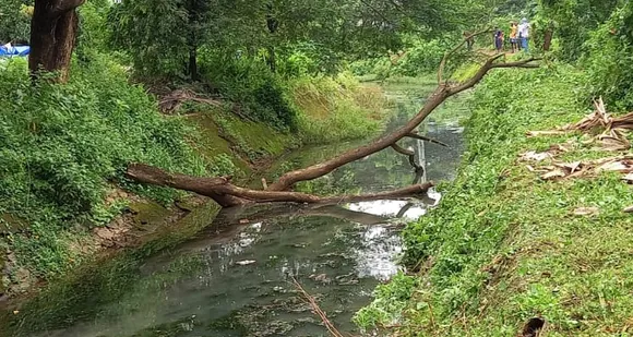 മലമ്പുഴ ശാസ്താ കോളനി കനാലിന് സമീപമുള്ള 60 വർഷത്തിലധികം പഴക്കമുള്ള പാലമരങ്ങൾ മുറിച്ചു മാറ്റി. കനാലില്‍ വീണ മരക്കൊമ്പ് മാറ്റാത്തതിനാല്‍ മാലിന്യങ്ങള്‍ തടഞ്ഞു നില്‍ക്കുന്നതായി പരാതി