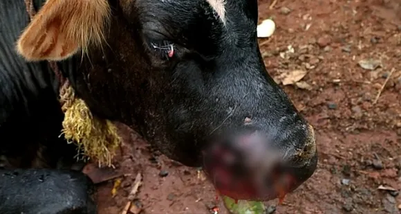 മലമ്പുഴയില്‍ വീട്ടുമുറ്റത്തു നിന്ന മൂരിക്കുട്ടിയെ പുലി ആക്രമിച്ചു