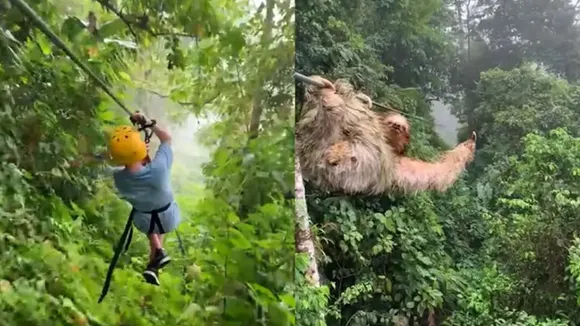 കാട്ടിലൂടെയുള്ള സിപ്‌ലൈനിംഗിനിടെ തേവാങ്കുമായി കൂട്ടിയിടിച്ച് കുട്ടി: വൈറലായി വീഡിയോ