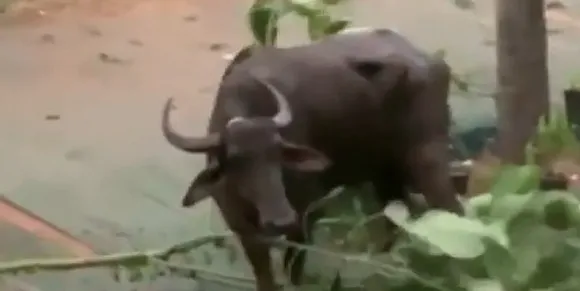 വിരണ്ടോടിയ പോത്തിനെ പിടിച്ചുകെട്ടാന്‍ ശ്രമിച്ചപ്പോള്‍ ആക്രമണം; കാസര്‍കോട് യുവാവിന് ദാരുണാന്ത്യം