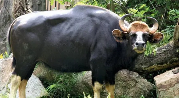 കാട്ടുപോത്തിനെ മയക്കു വെടി വയ്ക്കാൻ കളക്ടർ ഇറക്കിയ ഉത്തരവ് വിവാദത്തിൽ; പുതിയ ഉത്തരവിറക്കി ചീഫ് വൈൽഡ് വാർഡൻ