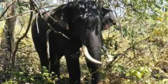 കാട്ടാന ആക്രമണം; ആര്യങ്കാവിൽ എസ്റ്റേറ്റ് ജീവക്കാരന് കാട്ടാനയുടെ കുത്തേറ്റു
