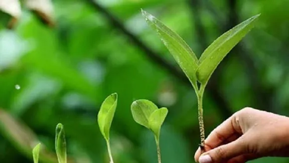ഇന്ന് ലോക പരിസ്ഥിതി ദിനം; പാലക്കാട് ജില്ലാ ജയിൽ വളപ്പിൽ കേരള വനം വകുപ്പ് 200 ഫലവൃക്ഷ തൈകൾ നടുന്നു
