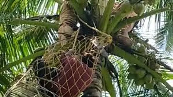കള്ളുചെത്തുന്നത് ചിത്രീകരിക്കാൻ കയറിയ ക്യാമറാമാൻ തെങ്ങിൽ കുടുങ്ങി; ക്യാമറാമാനെ താഴെയിറക്കിയത് ഫയർഫോഴ്‌സ് എത്തി