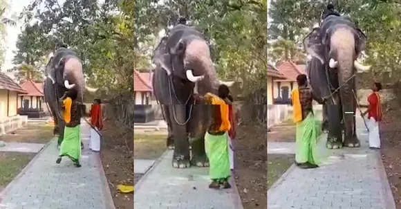 നല്ല ഫോട്ടോ കിട്ടാൻ ആനയോട് തല ഉയർത്തി നിൽക്കാൻ പറഞ്ഞു, അനുസരിക്കാതെ വന്നപ്പോൾ തോട്ടി കൊണ്ട് അടിച്ചു;  പാപ്പാനെ വനംവകുപ്പ് അറസ്റ്റ് ചെയ്തു