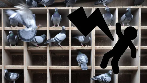 വൈദ്യുതി ലൈനില്‍ നിന്നും പ്രാവിനെ രക്ഷിക്കുവാനുള്ള ശ്രമത്തില്‍ യുവാവ് ഷോക്കേറ്റു മരിച്ചു