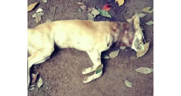 പാലക്കാട് പൈതലയിൽ പുലിയിറങ്ങി വളർത്തുനായയെ കൊന്നു