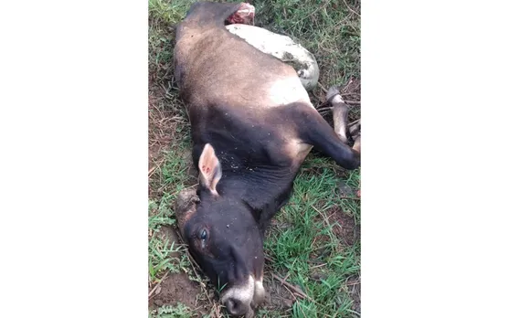 മലമ്പുഴ ആനക്കല്ലില്‍ വീണ്ടും പുലിയുടെ ആക്രമണം; പശുവിനെ കടിച്ചു കൊന്നു