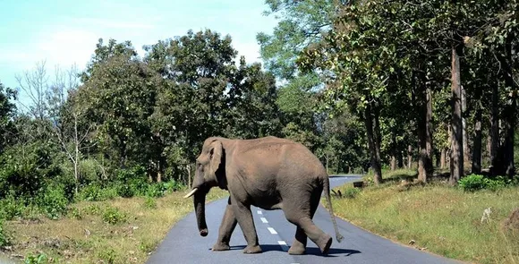 അരിക്കൊമ്പനെ ഭയന്ന് ബസ് സര്‍വീസ് വരെ നിര്‍ത്തി, ചിന്നക്കനാലിലേക്ക് മടങ്ങാനുള്ള ശ്രമം?