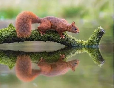 നിർമ്മലം - നിശബ്ദം: വെള്ളത്തിൽ സ്വന്തം നിഴലിനെ നോക്കുന്ന അണ്ണാൻകുഞ്ഞ് !