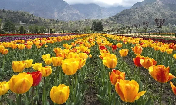പൂത്തുലഞ്ഞു നിൽക്കുന്ന വർണ്ണാഭമായ  ട്യൂലിപ് ഗാർഡൻ; നിരവധിയനവധി നവദമ്പതികളുടെ മധുവിധുക്കാലം സമ്മാനിച്ച  മറക്കാനാകാത്ത മധുരസ്മരണകൾ ഇവിടെ നിശബ്ദമായുറങ്ങുന്നു !