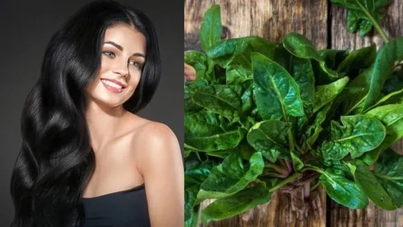 തലമുടി കൊഴിച്ചില്‍ തടയാനും തഴച്ച് വളരാനും പരീക്ഷിക്കാം പാലക് ചീര ഹെയർ മാസ്ക്