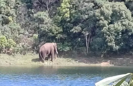 അരിക്കൊമ്പൻ ആരോഗ്യവാൻ; ഭക്ഷണം വൃത്തിയാക്കി കഴിക്കുന്ന ദൃശ്യങ്ങൾ പുറത്തുവിട്ട് തമിഴ്നാട് വനംവകുപ്പ്