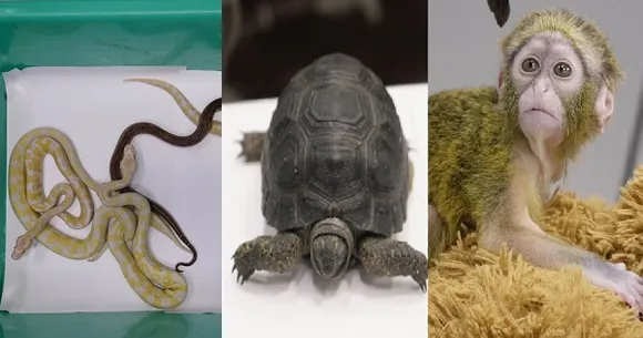 ആദ്യത്തെ പാക്കേജില്‍ കുരങ്ങ്, രണ്ടാമത്തേതില്‍ 15 രാജവെമ്പാലകള്‍, മറ്റൊന്നില്‍ അഞ്ച് പെരുമ്പാമ്പുകളും ആമകളും! വിമാനത്താവളത്തില്‍ ബാഗേജ് പരിശോധിച്ച കസ്റ്റംസ് ഞെട്ടി