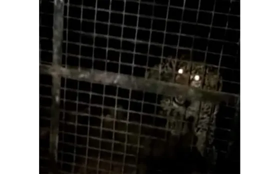 പാലക്കാട് ധോണിയില്‍ ജനവാസ മേഖലയിലിറങ്ങി ഭീതി പടര്‍ത്തിയ പുലിയെ പിടിച്ചു