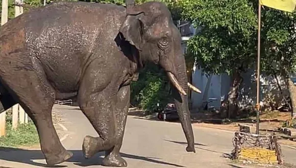 ആനയെ കൊണ്ടുപോയി അവിടെയും ഇവിടെയും വിടണമെന്ന് പറയാനാകില്ല, ഹർജി പ്രശസ്തിക്കു വേണ്ടി; അരിക്കൊമ്പനെ കേരളത്തിന് കൈമാറണമെന്ന് ആവശ്യപ്പെട്ട റെബേക്ക ജോസഫിന് മദ്രാസ് ഹൈക്കോടതിയുടെ വിമർശനം